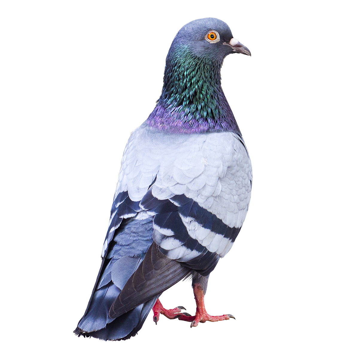 A racing pigeon